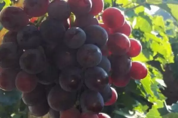 大泽山葡萄的品种特点,大泽山葡萄是什么葡萄以什么品种为主插图2 大泽山葡萄的品种特点,大泽山葡萄是什么葡萄以什么品种为主插图2