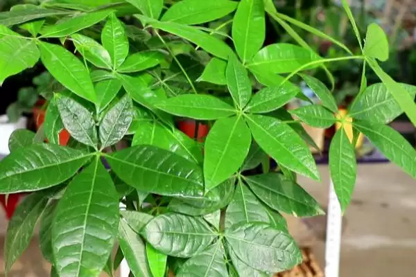 不用勤浇水的室内盆栽植物有哪些,不用勤浇水的省心室内盆栽植物插图6 不用勤浇水的室内盆栽植物有哪些,不用勤浇水的省心室内盆栽植物插图6