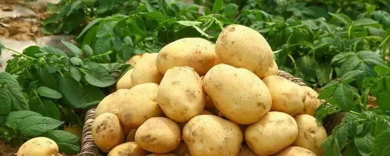 大棚土豆的种植方法是怎样的,大棚土豆怎么种植插图 大棚土豆的种植方法是怎样的,大棚土豆怎么种植插图
