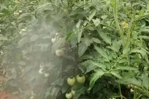 番茄灰叶斑病症状,番茄灰叶斑病的症状有哪些表现插图3 番茄灰叶斑病症状,番茄灰叶斑病的症状有哪些表现插图3