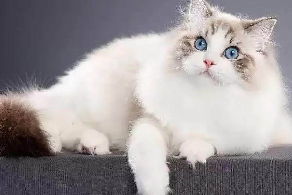 布偶猫的养殖方法和要点是啥,布偶猫怎么养插图3 布偶猫的养殖方法和要点是啥,布偶猫怎么养插图3
