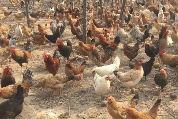 柴鸡的养殖有哪些注意事项呢,柴鸡的养殖注意事项插图1 柴鸡的养殖有哪些注意事项呢,柴鸡的养殖注意事项插图1