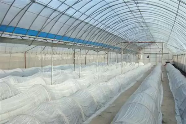 大棚地膜覆盖存在哪些误区呢,大棚地膜覆盖误区插图4 大棚地膜覆盖存在哪些误区呢,大棚地膜覆盖误区插图4