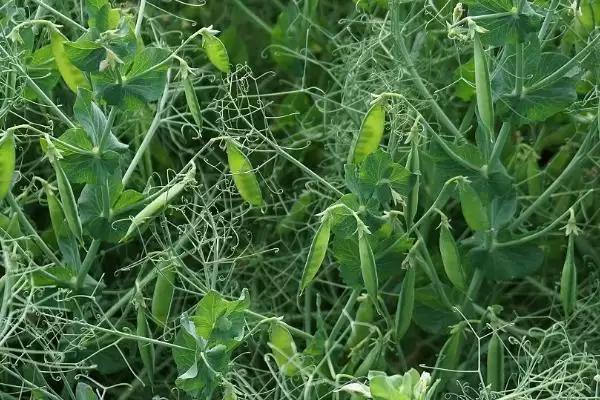 北方什么时候种豌豆比较好呢,北方何时种豌豆好插图3 北方什么时候种豌豆比较好呢,北方何时种豌豆好插图3