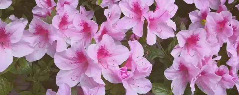 粉杜鹃的花语,粉杜鹃具有怎样的花语寓意插图 粉杜鹃的花语,粉杜鹃具有怎样的花语寓意插图