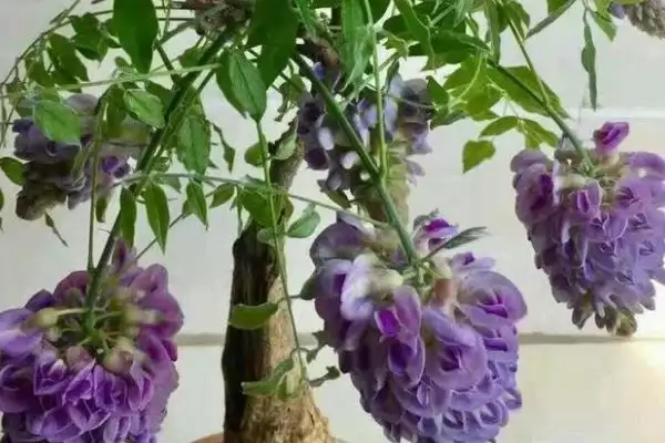 紫藤和葛花不是同一种植物原因?插图5 紫藤和葛花不是同一种植物原因?插图5