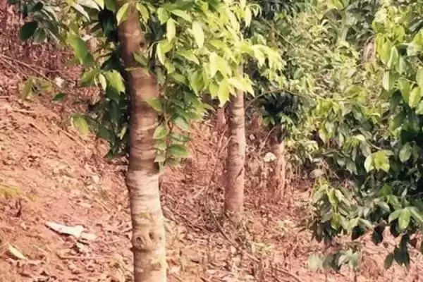 沉香树是一种怎样的植物呢,沉香树是什么植物插图8