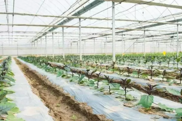 冬季蔬菜大棚放风原因,冬季蔬菜大棚需要放风的原因是什么插图5