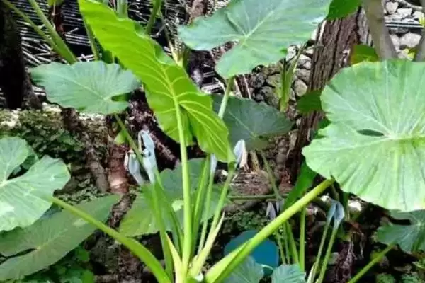 滴水观音的移栽季节选择,滴水观音的移栽季节在什么时候合适插图1 滴水观音的移栽季节选择,滴水观音的移栽季节在什么时候合适插图1