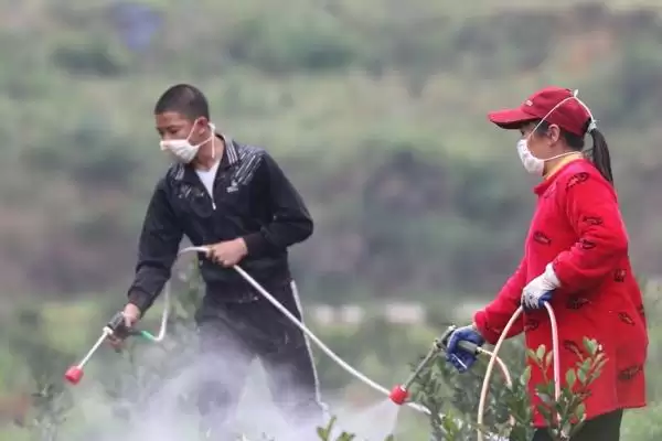 赤霉素在果树上如何正确使用呢,赤霉素如何在果树上使用插图2