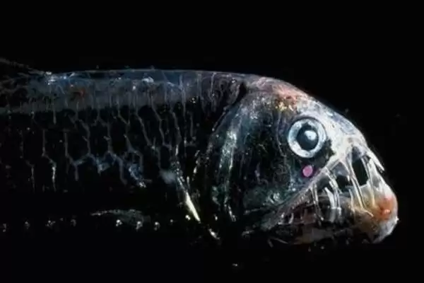 毒蛇鱼的所属种类,毒蛇鱼属于什么种类的鱼类类型插图2 毒蛇鱼的所属种类,毒蛇鱼属于什么种类的鱼类类型插图2