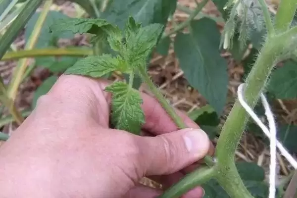 番茄的修剪方法,番茄应如何进行修剪操作处理插图5 番茄的修剪方法,番茄应如何进行修剪操作处理插图5