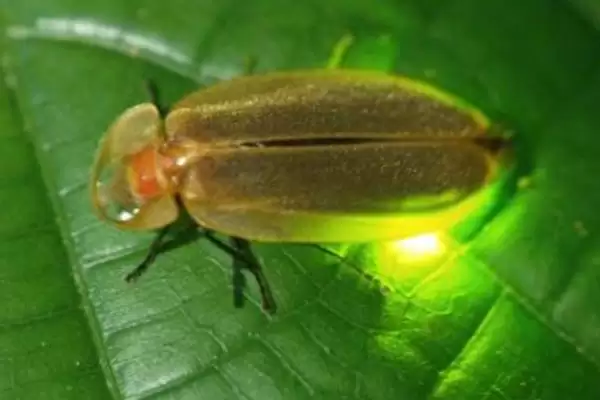 大萤火虫的食物种类类型,大萤火虫的食物成虫期吃什么插图2 大萤火虫的食物种类类型,大萤火虫的食物成虫期吃什么插图2