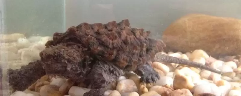 大鳄龟是不是属于深水龟呢,大鳄龟是不是深水龟插图 大鳄龟是不是属于深水龟呢,大鳄龟是不是深水龟插图