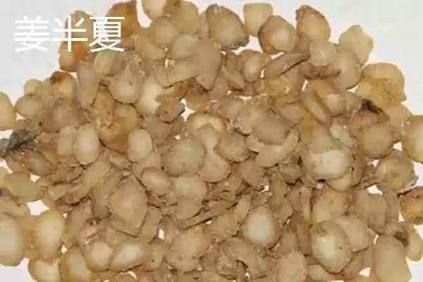 半夏法半夏姜半夏有哪些区别呢,半夏法半夏姜半夏有什么区别插图3 半夏法半夏姜半夏有哪些区别呢,半夏法半夏姜半夏有什么区别插图3
