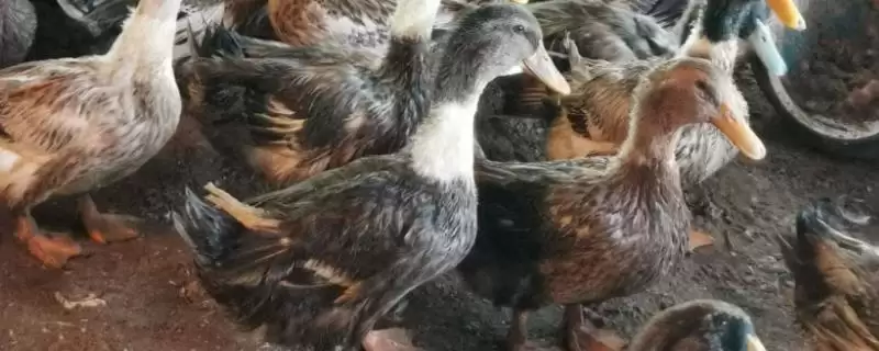 冬天肉鸭的养殖重点,冬天怎么进行养殖肉鸭的工作插图 冬天肉鸭的养殖重点,冬天怎么进行养殖肉鸭的工作插图