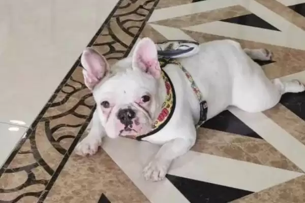 斗牛犬的种类划分,斗牛犬的种类在不同国家有何特点插图4 斗牛犬的种类划分,斗牛犬的种类在不同国家有何特点插图4