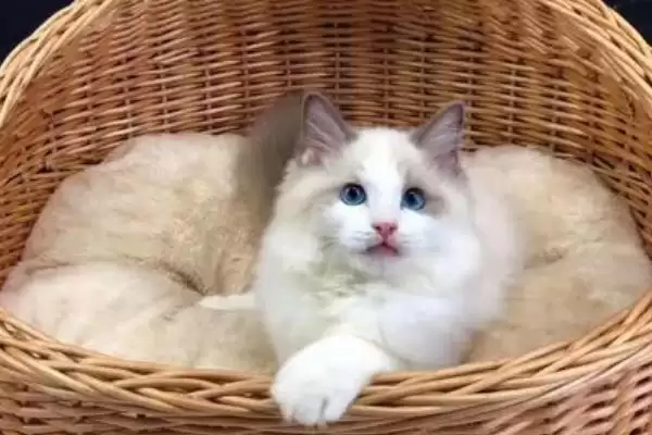 布偶猫的养殖方法和要点是啥,布偶猫怎么养插图1 布偶猫的养殖方法和要点是啥,布偶猫怎么养插图1