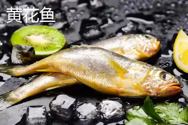 大黄鱼的主要产地在什么地方,大黄鱼的主产地插图5
