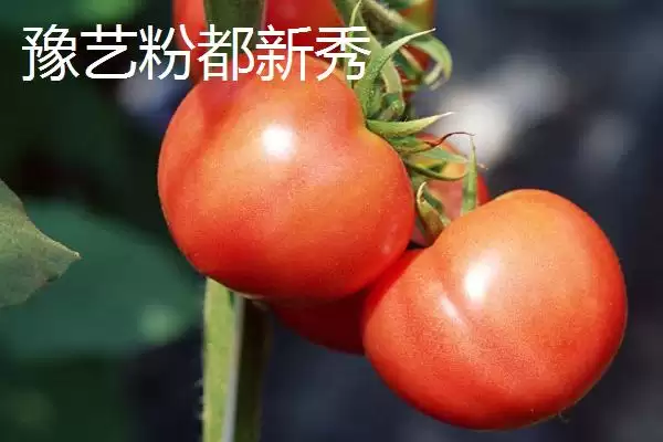 番茄新品种介绍,番茄有哪些各具特色的新品种插图4 番茄新品种介绍,番茄有哪些各具特色的新品种插图4