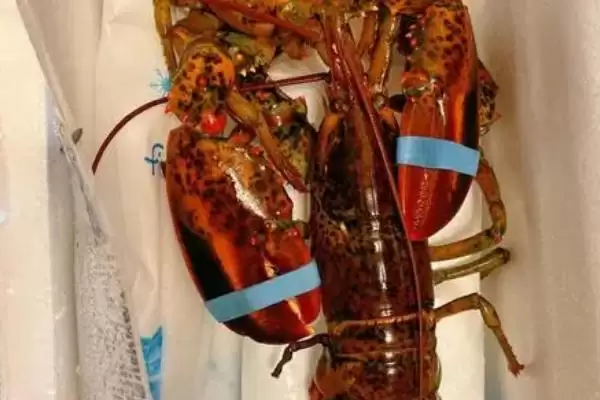 波士顿龙虾具有哪些特点呢,波士顿龙虾的特点插图1 波士顿龙虾具有哪些特点呢,波士顿龙虾的特点插图1