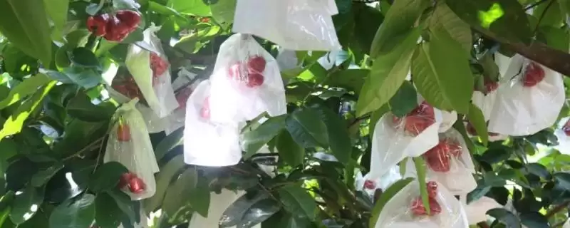 莲雾在什么时期进行套袋及为何生理落果后套?-会东网