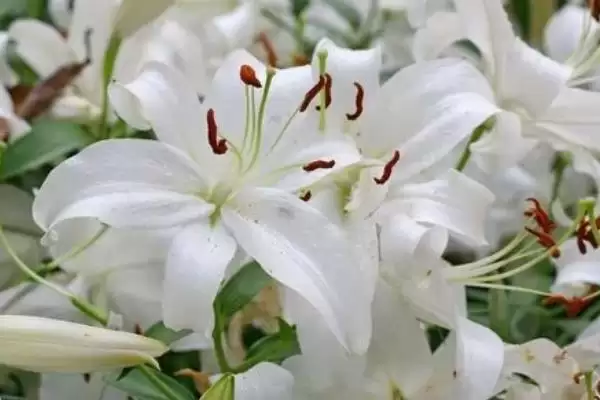 百合花送礼禁忌,百合花为何存在不可送人的情况插图1 百合花送礼禁忌,百合花为何存在不可送人的情况插图1