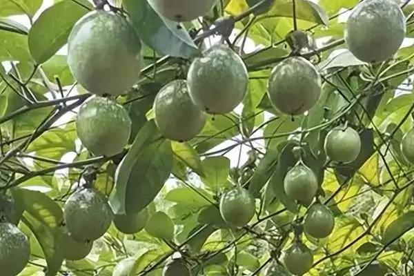 百香果种植技术,百香果的种植技术有哪些插图3 百香果种植技术,百香果的种植技术有哪些插图3