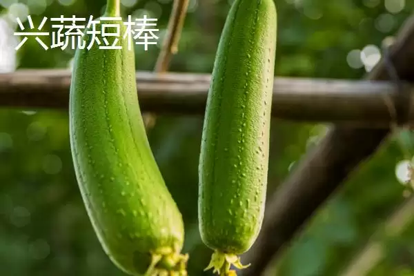 短棒形丝瓜品种种类,短棒形丝瓜品种有哪些常见的种类插图6 短棒形丝瓜品种种类,短棒形丝瓜品种有哪些常见的种类插图6