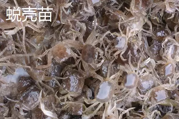大闸蟹的劣质蟹苗种类,大闸蟹劣质蟹苗有哪些具体的种类插图2