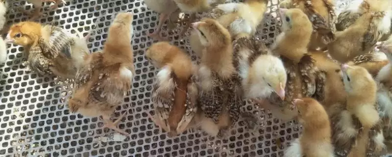 雏鸡是指多大年龄的小鸡呢,雏鸡是指什么鸡插图 雏鸡是指多大年龄的小鸡呢,雏鸡是指什么鸡插图