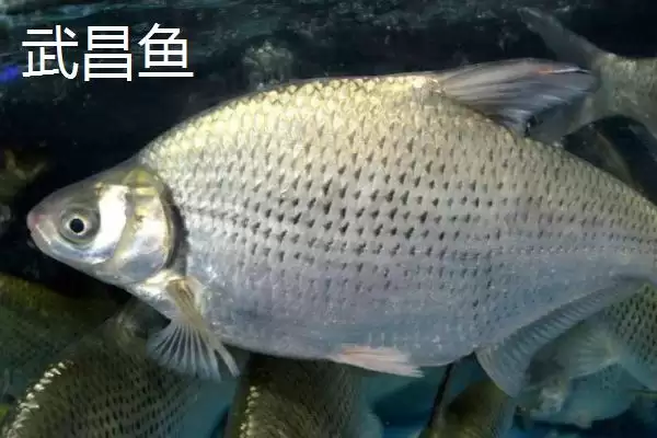 鳊鱼的产地主要在哪些地方呢,鳊鱼的产地插图4 鳊鱼的产地主要在哪些地方呢,鳊鱼的产地插图4