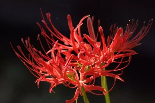 彼岸花叶片枯萎是否意味着开花呢,彼岸花叶片枯萎是否代表即将开花插图3 彼岸花叶片枯萎是否意味着开花呢,彼岸花叶片枯萎是否代表即将开花插图3