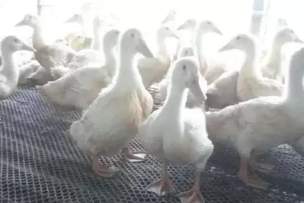 冬天肉鸭的养殖重点,冬天怎么进行养殖肉鸭的工作插图2 冬天肉鸭的养殖重点,冬天怎么进行养殖肉鸭的工作插图2