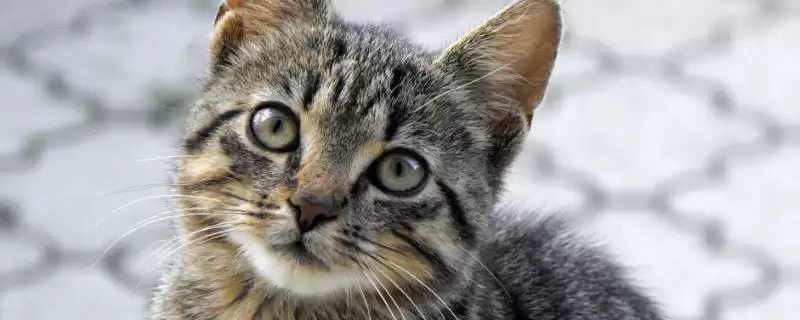 去除猫尿骚味选何吸味猫砂?-会东网