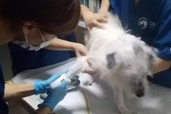 宠物低血糖应该怎么解决和处理,宠物低血糖应该怎么解决插图7 宠物低血糖应该怎么解决和处理,宠物低血糖应该怎么解决插图7
