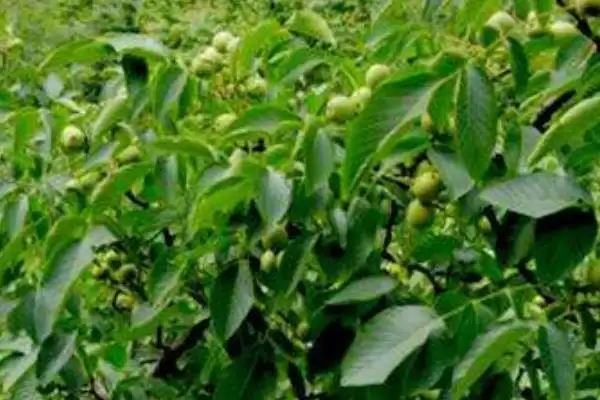 春季核桃种植有哪些注意事项呢,春季核桃种植注意事项插图2 春季核桃种植有哪些注意事项呢,春季核桃种植注意事项插图2