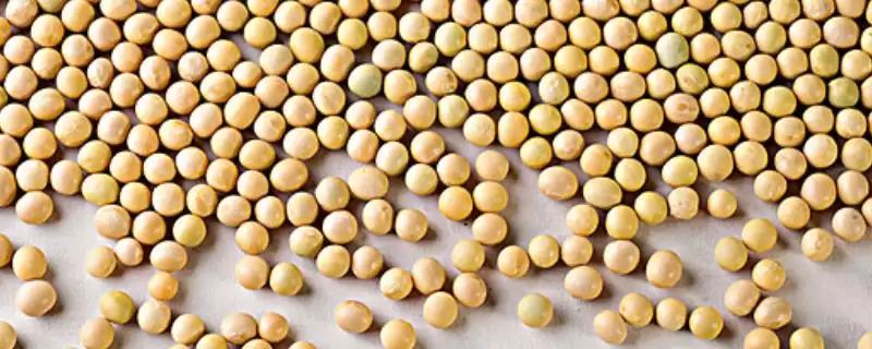 南农47大豆种何时进行播种为宜？-会东网