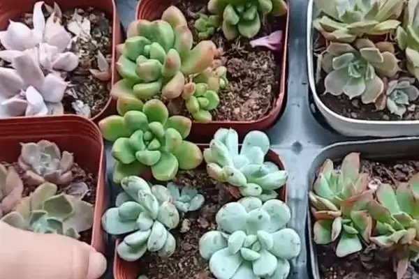 多肉砍头后的养护,多肉砍头后要如何进行养护管理插图1 多肉砍头后的养护,多肉砍头后要如何进行养护管理插图1