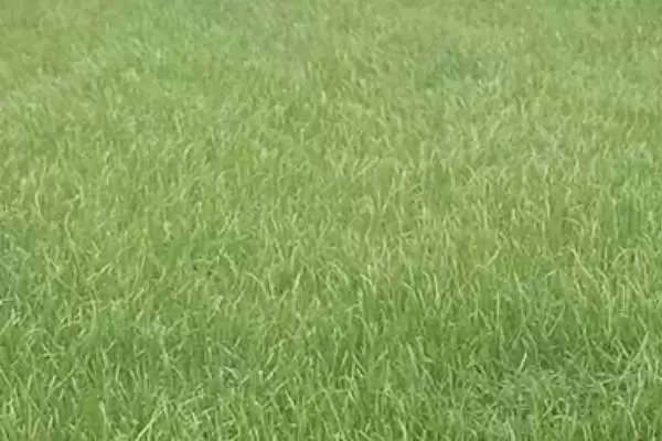常见的草坪种子有哪些和介绍呢,常见的草坪种子插图7