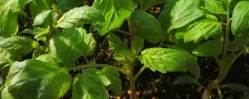 番茄苗嫁接的植物,番茄苗能嫁接哪些种类的植物作物-会东网