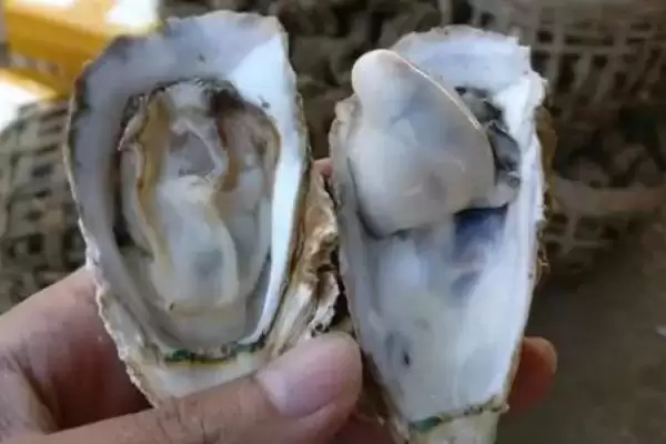 北海生蚝的产地在什么地方呢,北海生蚝产于哪里插图2 北海生蚝的产地在什么地方呢,北海生蚝产于哪里插图2