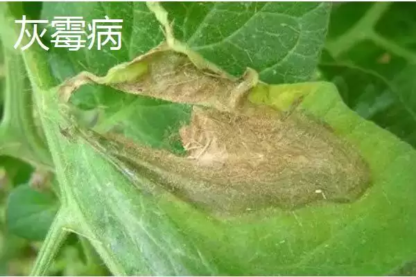 常见的补骨脂病害及防治方法是,常见的补骨脂病害与防治方法插图2 常见的补骨脂病害及防治方法是,常见的补骨脂病害与防治方法插图2
