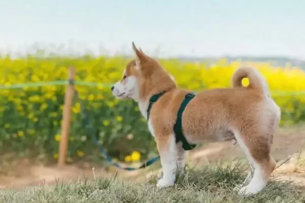 柴犬的寿命一般是多少年呢,柴犬的寿命插图5 柴犬的寿命一般是多少年呢,柴犬的寿命插图5