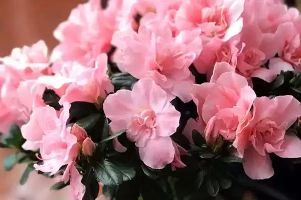 粉杜鹃的花语,粉杜鹃具有怎样的花语寓意插图3 粉杜鹃的花语,粉杜鹃具有怎样的花语寓意插图3