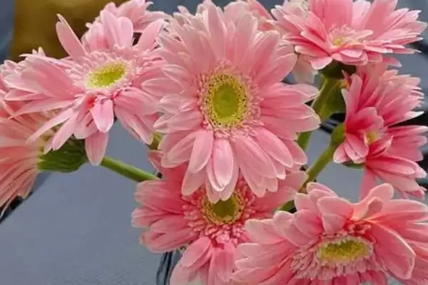 非洲菊病毒病防治,非洲菊病毒病的原因及防治方法有哪些插图3 非洲菊病毒病防治,非洲菊病毒病的原因及防治方法有哪些插图3
