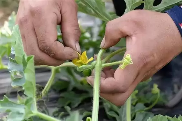大棚多膜覆盖西瓜的栽培方法是,大棚多膜覆盖西瓜的栽培方法插图10 大棚多膜覆盖西瓜的栽培方法是,大棚多膜覆盖西瓜的栽培方法插图10
