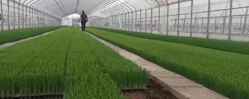 大葱如何进行育苗操作和方法,大葱怎么育苗插图 大葱如何进行育苗操作和方法,大葱怎么育苗插图