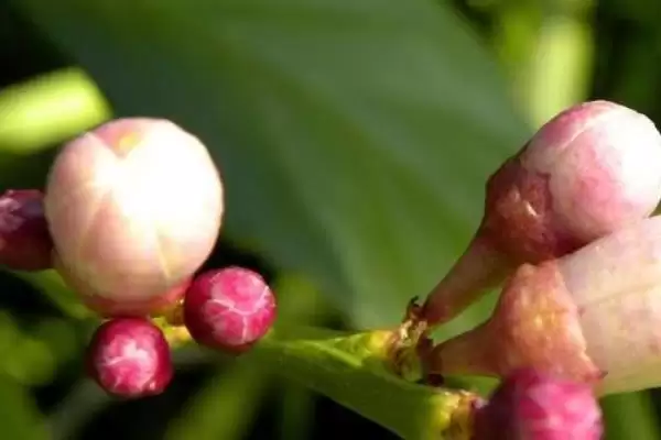 茶梅的养殖方法和要点有哪些呢,茶梅怎么养插图5 茶梅的养殖方法和要点有哪些呢,茶梅怎么养插图5