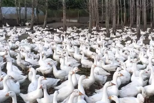 大鹅晚上叫唤正常不正常呢,大鹅晚上叫唤正常吗插图2 大鹅晚上叫唤正常不正常呢,大鹅晚上叫唤正常吗插图2